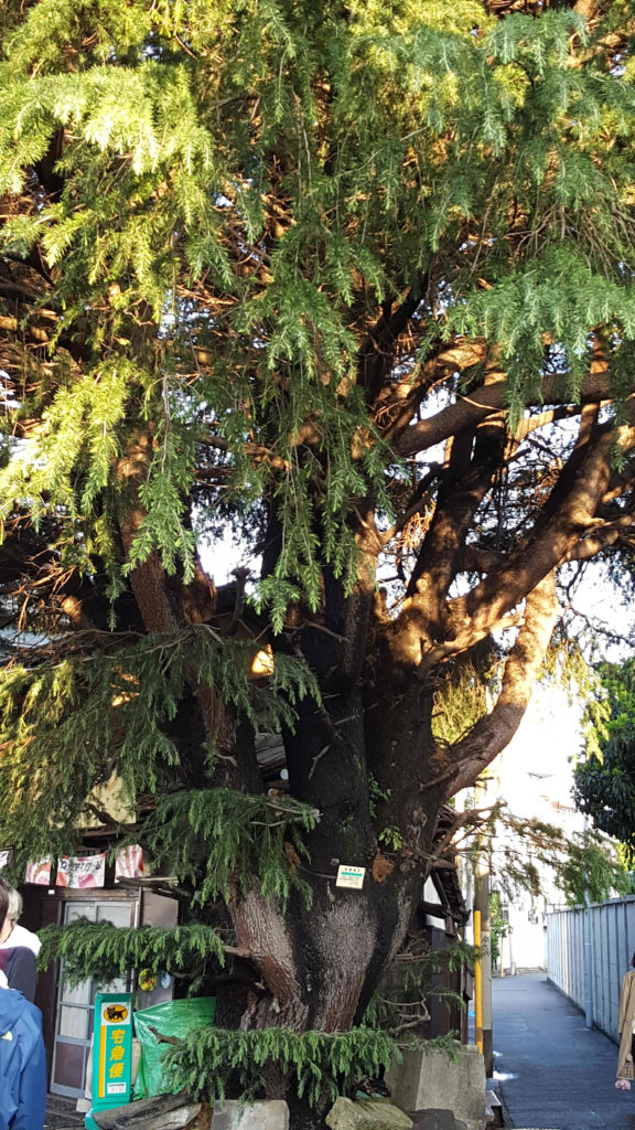 Arbre à Tokyo